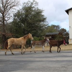 Meet your Posher, Hayley